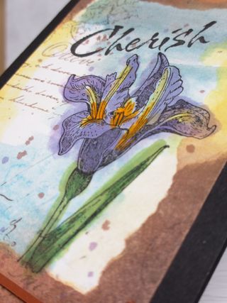 Iris「Purple Fold」2 Iris「Purple Fold」2